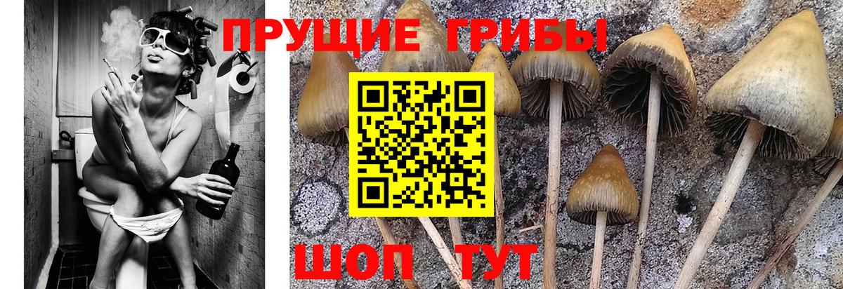 Галлюциногенные грибы Psilocybe Алексеевка